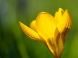 fruehling00022