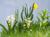 fruehling00023