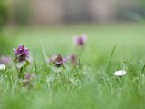 fruehling00024
