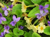 fruehling00025