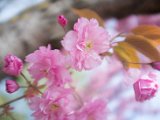 fruehling00026