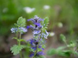 fruehling00027