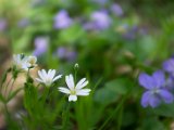 fruehling00028