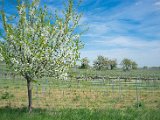 fruehling00029