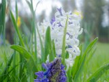 fruehling00030