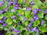 fruehling00031