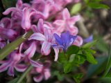 fruehling00032
