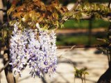 fruehling00033