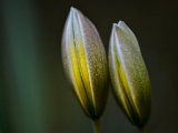 fruehling00034