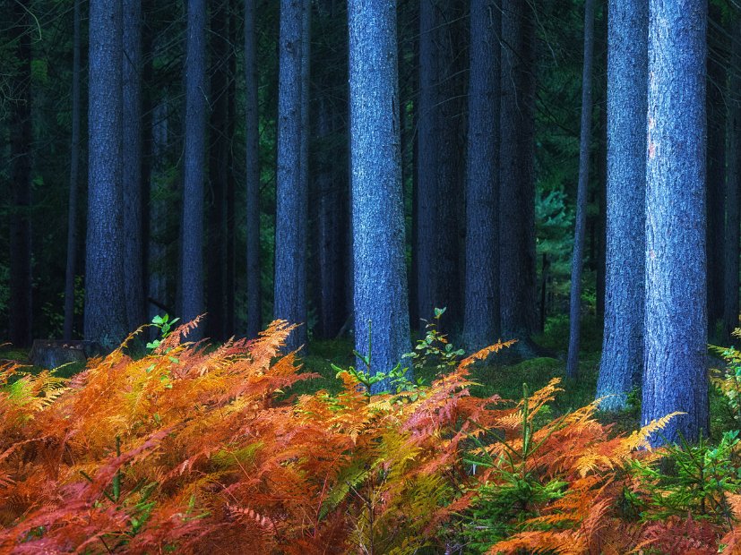 IndianSummer6