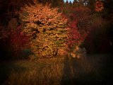 IndianSummer1