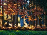 IndianSummer17
