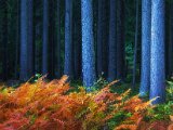 IndianSummer6
