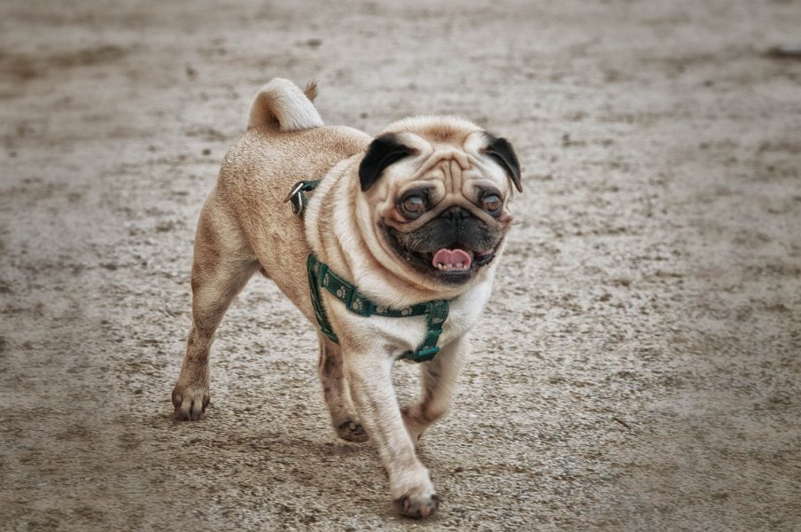 0802-Ist_das_ein_Hund