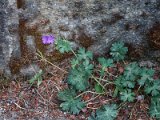 0739-Schlosspark Lednice