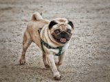 0802-Ist_das_ein_Hund