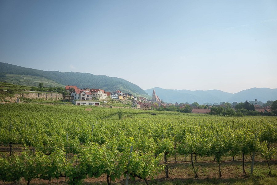 Wachau und die Hunde von Kuenring 30