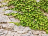 Wachau und die Hunde von Kuenring 11