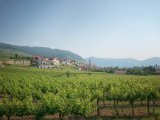 Wachau und die Hunde von Kuenring 30